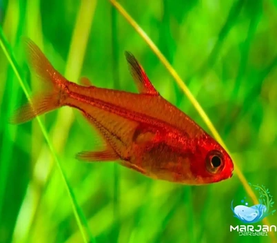 تصویر ماهی تترا امبر 1.5 تا2 سانتی متر 
