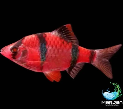 تصویر ماهی تایگر قرمز 3 سانتی متر 