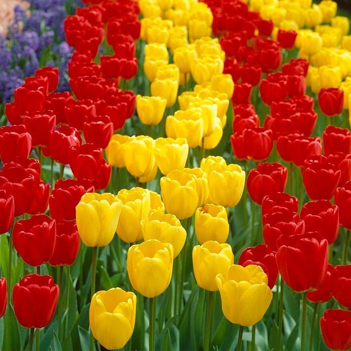 خرید و قیمت پیاز گل لاله ایرانی رنگ مخلوط 4 عددی (زرد و قرمز) | ترب