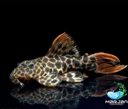تصویر ماهی کت فیش L114 – دو سانتی متر 