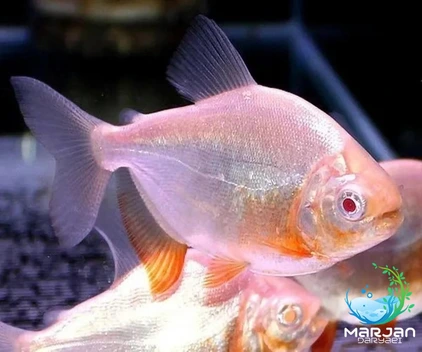 تصویر ماهی پاکو آلبینو 8-9 سانتی متر 