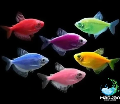 تصویر ماهی کالرویدوو 2 تا 3 سانتی متر (رنگ مختلف) 